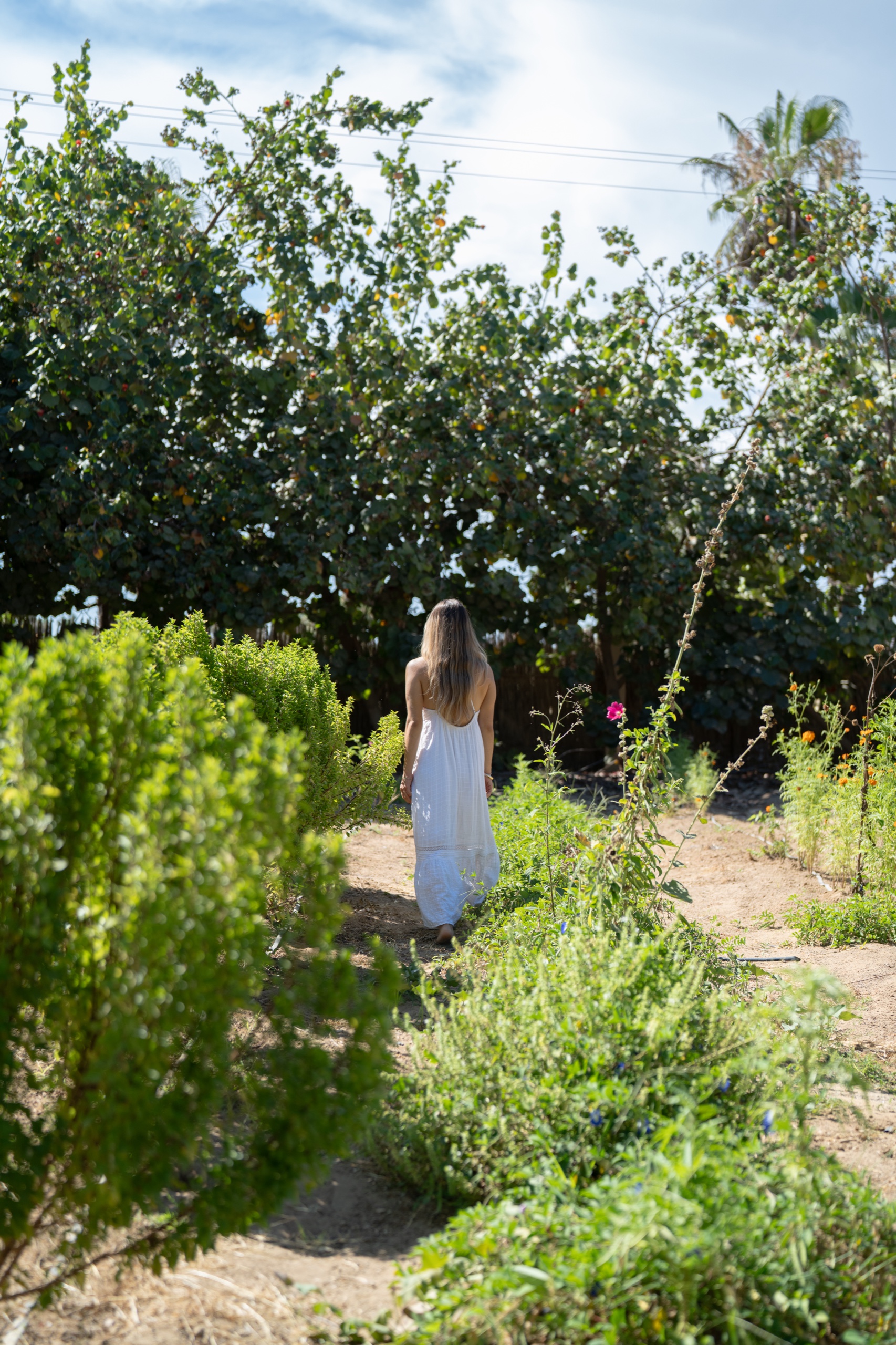 Native gardens at Proyecto Palmita