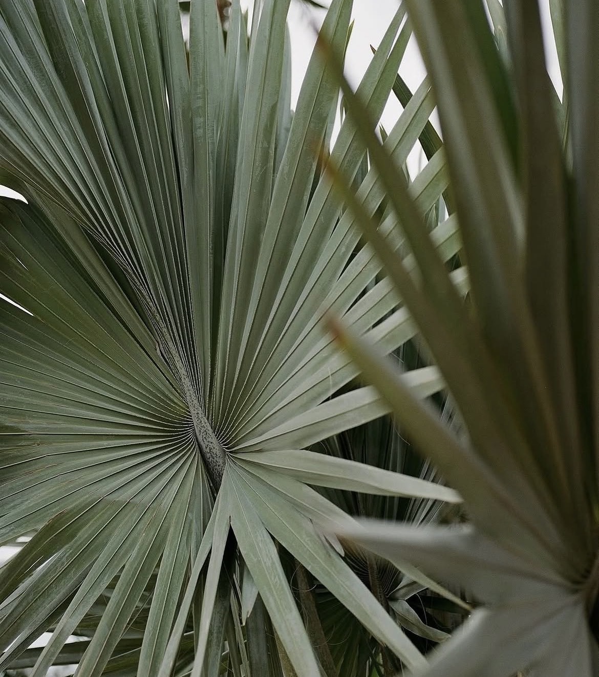 Garden Studio at Proyecto Palmita